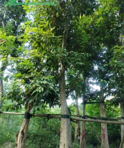 Cây có tán lá dày, xanh mướt