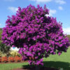 Cây hoa mua úc tím trồng trong sân vườn biệt thự