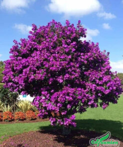 Cây hoa mua úc tím trồng trong sân vườn biệt thự