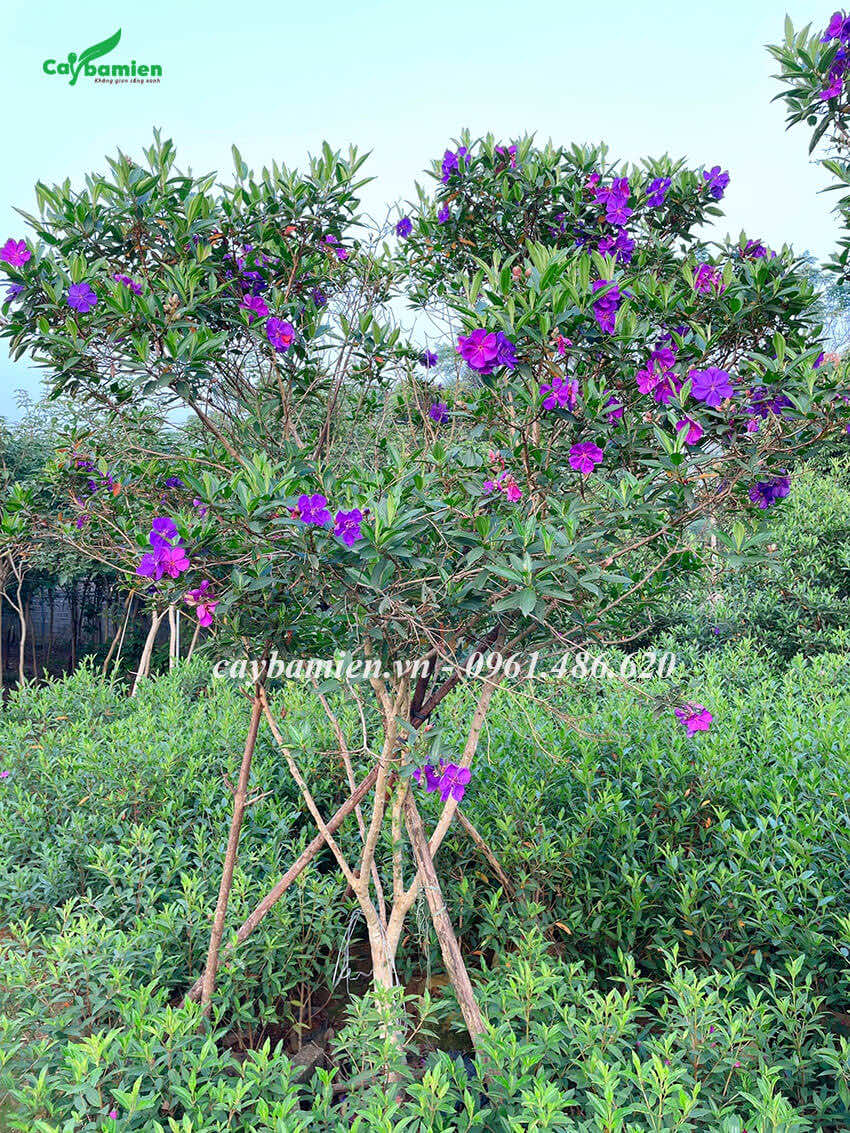 Vườn cây hoa mua Úc có cả cây giống và cây trưởng thành