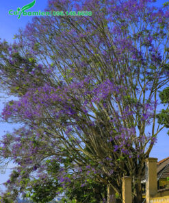 Cây phượng hoa tím nở hoa đẹp