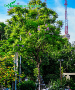 Trồng cây hoa phượng tím công trình ở đường phố đô thị