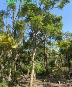 Vườn phượng hoa tím lâu năm, đường kính thân 15cm