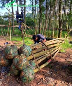 Hàng chục cây đã dưỡng ủ, cắt tỉa tay cành, chiều cao 6m