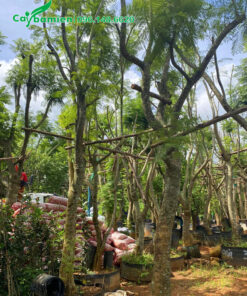 Phượng Tím lâu năm chiều cao 5 - 6m