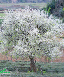 Hoa trắng nhưng nhữn bông tuyết bao trùm cây mận