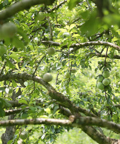 Mận hậu quả xanh, khi chín cũng không đổi màu