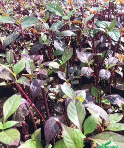 Cây giống mắt nai được cắt tỉa định kỳ