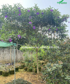 Mua Úc trồng lâu năm, dáng cây cao, tán đẹp