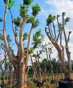 Cây hoa Phượng Tím cổ thụ dưỡng ủ trong bầu