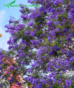 Cây hoa Phượng Tím đẹp, nở hoa siêu nhiều