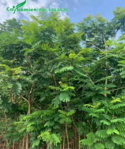 Cây Phượng Tím choai choai xanh tốt, chiều cao 4m