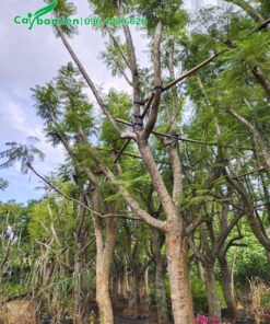 Vườn Phượng Tím cổ thụ đường kính gốc 30 - 40cm