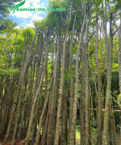 Hàng chục cây Phượng Tím cao 5m, vanh 40cm