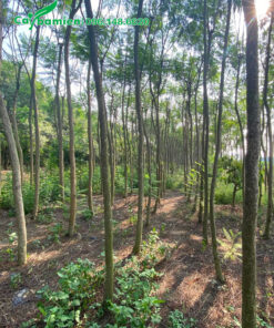 Cây đường kính gốc 10cm, dưỡng ủ bầu chìm tại vườn