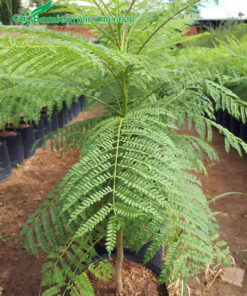 Cây giống Phượng Tím cao 50cm