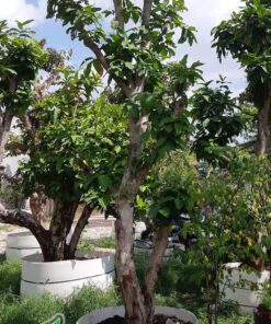 Cây roi quả đỏ làm cảnh trang trí sân vườn