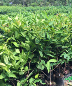 Vướn ươm hàng ngàn cây roi đỏ giống