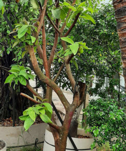 Cây roi quả đỏ trồng chậu, dáng đẹp, tán lá gọn