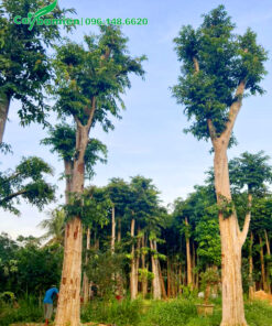 Cây hoa bằng lăng cổ thụ đường kính gốc 50 - 60cm