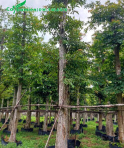 Những hàng cây săng lẻ cao 6 - 7m, đường kính gốc 30 - 35cm