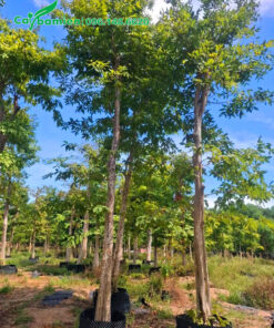 Vườn cây bằng lăng cao 5 - 6m