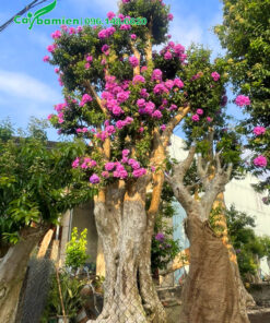 Cây bằng lăng rừng cổ thụ nở hoa đẹp