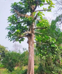 Cây thân thẳng, cao tạo tán tốt