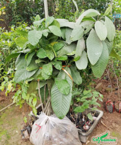 Cây giống khỏe mạnh, lá to xanh tốt