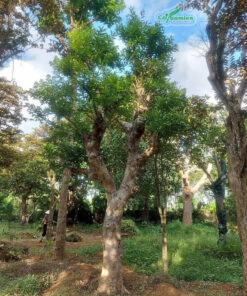 Cây vối hàng chục năm tuổi tại vườn Vươm ươm Cây Ba Miền