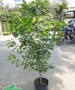 Cây vối nếp có lá nhỏ, cành thẳng