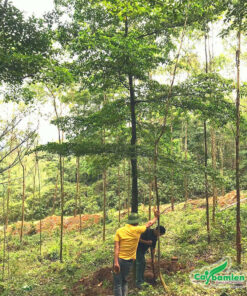 Dọn cỏ và tỉa cành tạo độ thông thoáng cho cây phát triển