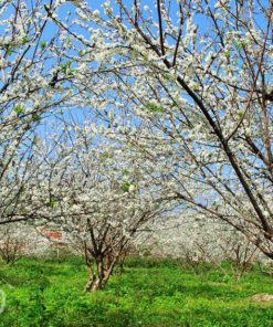 Chăm sóc đặc biệt cho cây mận khi ra hoa và chuẩn bị kết trái