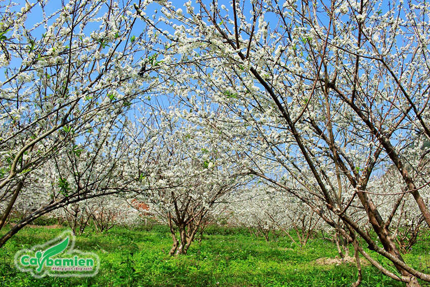 Chăm sóc đặc biệt cho cây mận khi ra hoa và chuẩn bị kết trái
