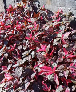 Cây cần nhiều ánh sáng để sinh trưởng và cho màu đẹp