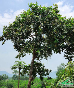 Cắt dọn cỏ và dây leo bám vào cây mận đỏ