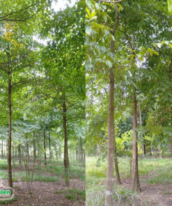 Chiêu Liêu là cây công trình cho bóng mát tuyệt vời