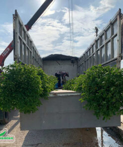 Cây được đánh bầu cẩn thận, xếp lên xe trước khi đến công trình