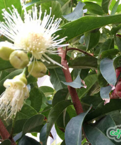 Hình ảnh cành lá, hoa và quả cây roi đỏ