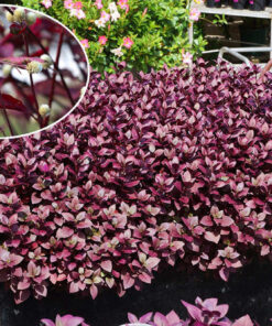 Cây có màu tím đẹp, hoa lại trắng như bông tuyết vô cùng nổi bật