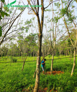 Đánh bầu cây phượng tím cao 6 - 8m