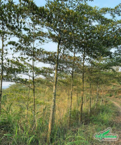 Hàng cây Chiêu Liêu lâu năm, chiều cao từ 4 6m