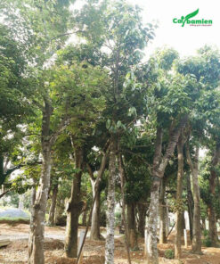 Cây trồng tại vườn ươm cùng nhiều loại cây công trình đẹp, giá rẻ