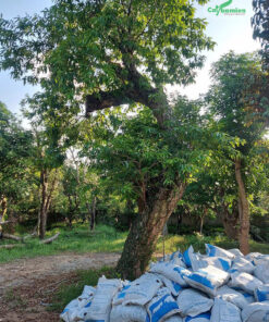 Vườn vối cảnh, cây lớn, cổ thụ đại thụ