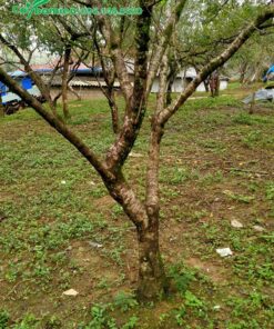 Đào rừng trồng tại vườn để làm kinh tế