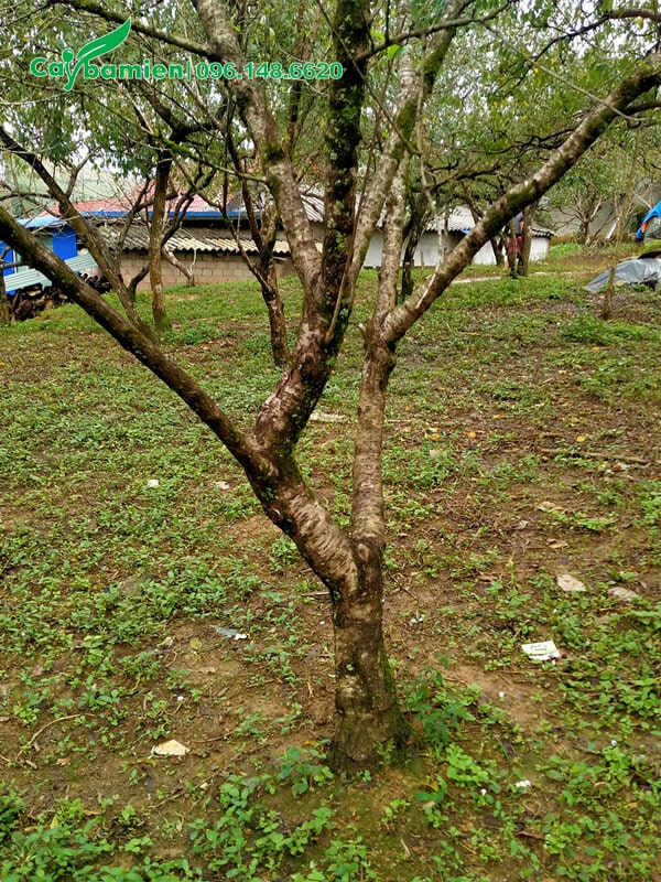 Đào rừng trồng tại vườn để làm kinh tế