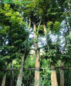 Bằng Lăng Rừng lâu năm đã giâm ủ