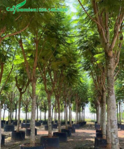 Dưỡng cây Phượng Tím trong bầu, đường kính gốc 15cm