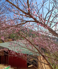 Cây đào bên cạnh nhà của người dân tộc H'Mông