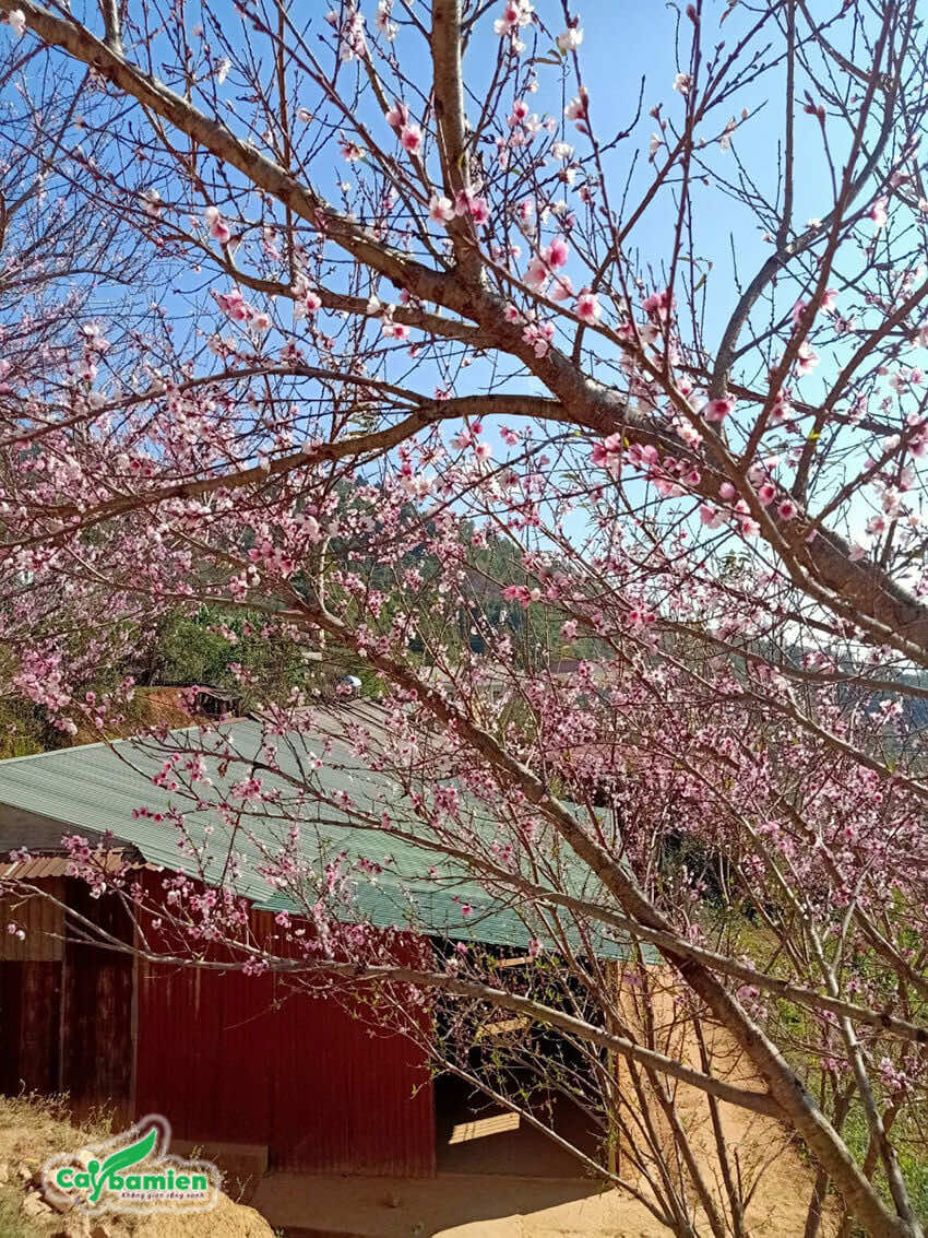 Cây đào bên cạnh nhà của người dân tộc H'Mông
